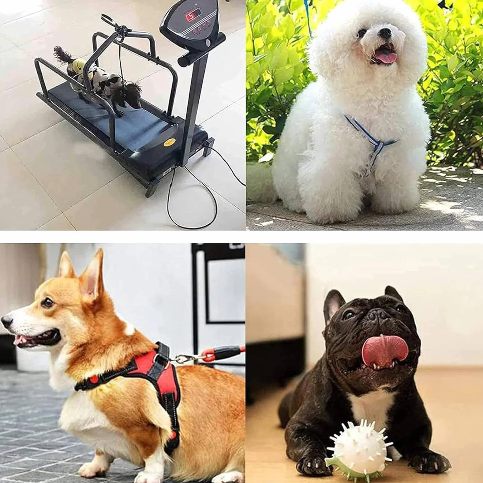 Cinta de correr para perros de interior con pantalla LCD, máquina de correr silenciosa para perros pequeños y medianos, ejercicio de fitness