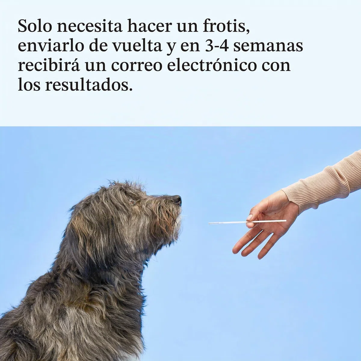 Wisdom Panel Esencial – Prueba de ADN para Perros ancestrales, Razas, propiedades y Pruebas de Salud