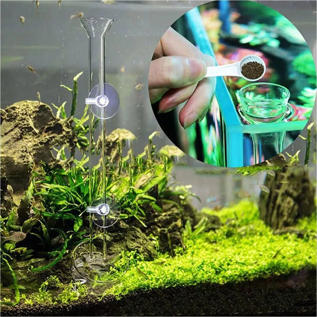 Tubo de alimentación de camarones de cristal transparente para acuario de 30 cm con ventosas, cuenco de alimentación, bandeja cuadrada
