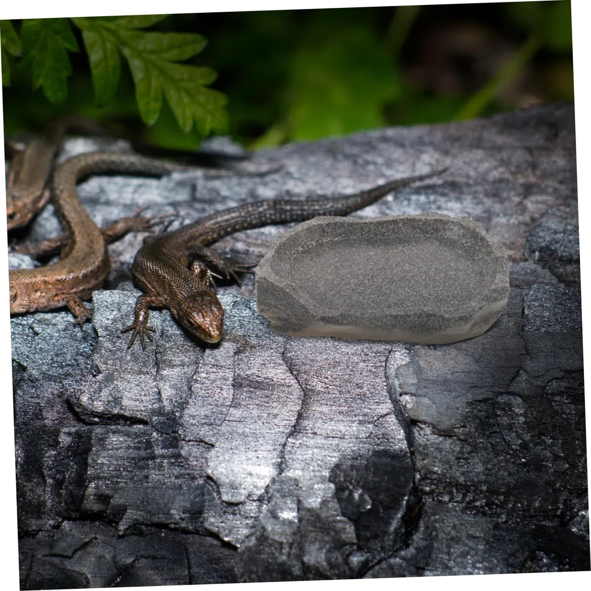 Yardwe 5 Uds Cuenco para Mascotas Cuenco De Agua para Reptiles Plato De Agua para Tortuga Plato para Gusanos De Reptil Cuenco De Alimentación para Terrario Plato De Alimentación