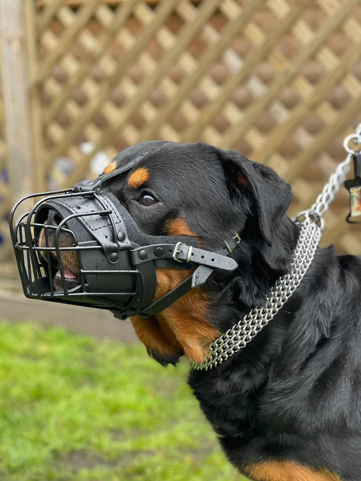 Bozal de metal de alambre fuerte para perro, rottweiler, mastín, golden retriever y otros (TR, cuero negro/negro)