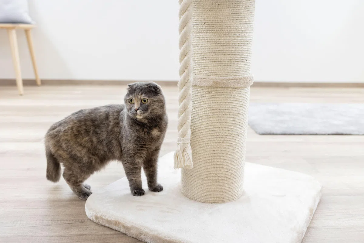 Kerbl Pet Árbol rascador Toni XL, rascador para Gatos, Beige, 58x58x93 cm, Estable y Resistente, para Gatos Maine Coon, rascador Robusto de sisal Natural
