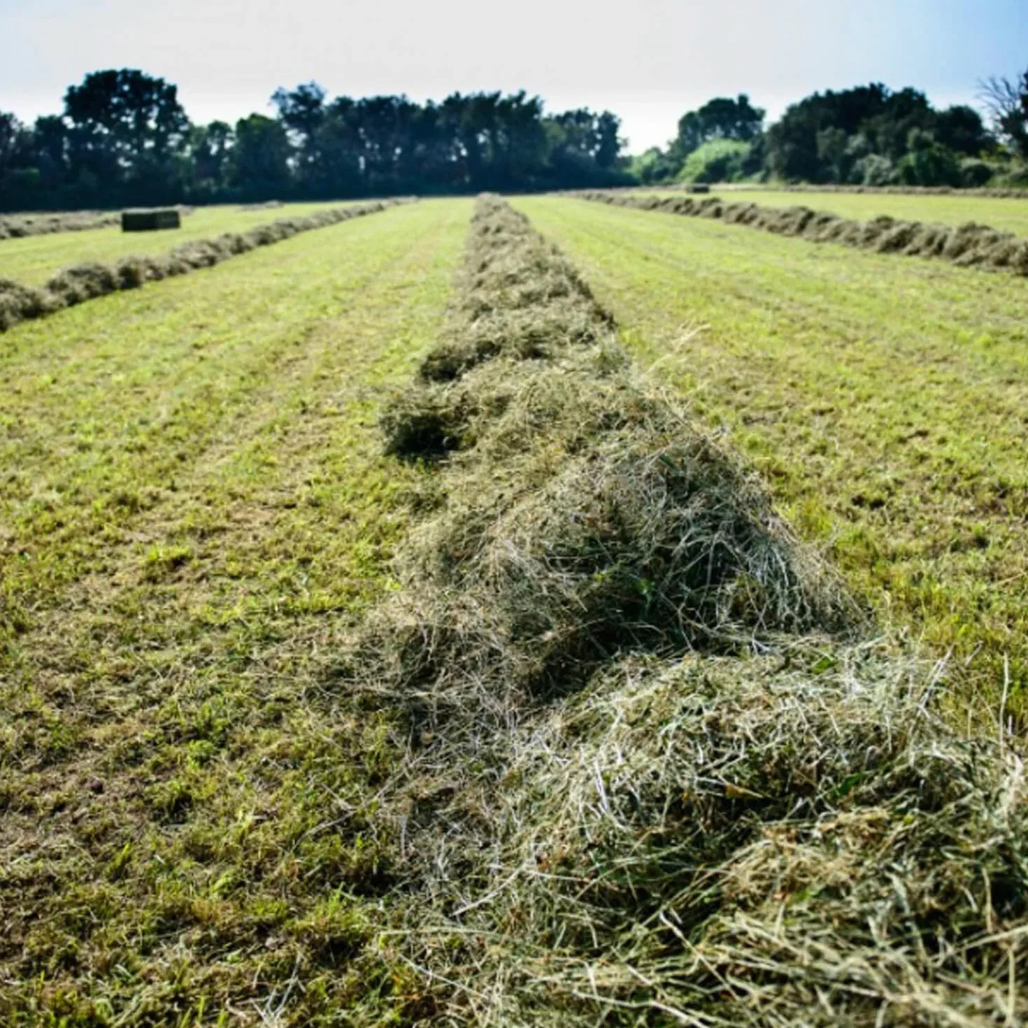 Heno natural para caballos, ovinos, caprinos y ganado 15 kg | Bala de heno italiano de prado de montaña orgánico | Alimento para todos los roedores, conejos y ganado | Alta calidad