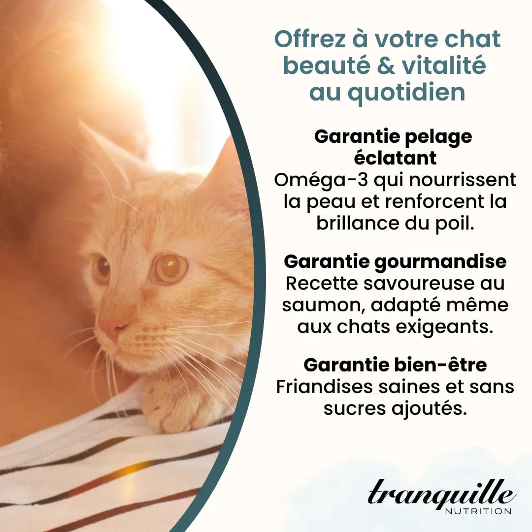 Tranquilo Crunch' Salmón para Gatos (40 x 60 g) | Dulces Ricos en Omega 3 y ácidos grasos | Piel Saludable y Pelaje Brillante | Soporte Articular y Cerebral | Croqueta Gato