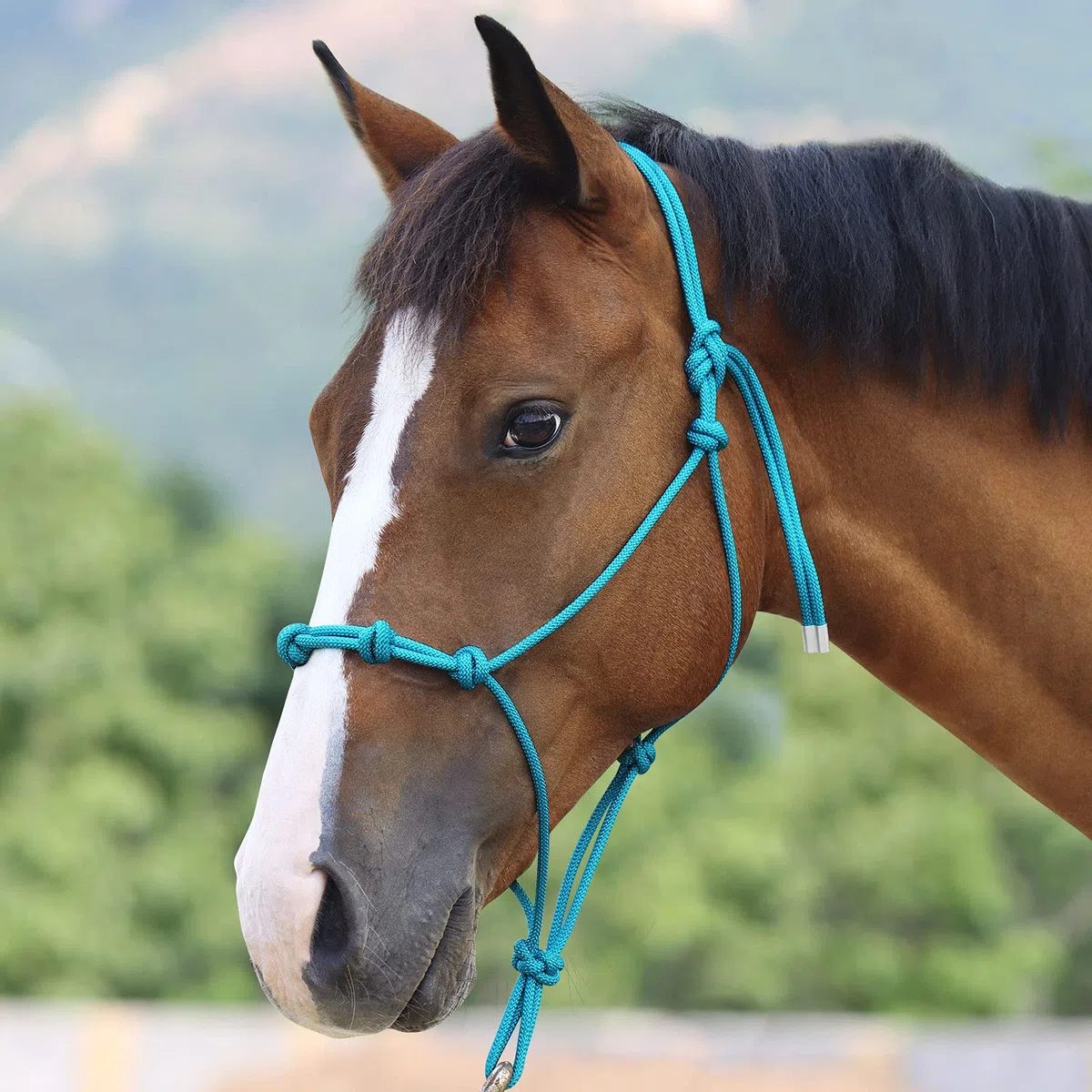 Harrison Howard Cabestro de entrenamiento de cuerda de caballo súper resistente con 4 nudos de 1/4 pulgadas, cordón cabestro rígido, color turquesa