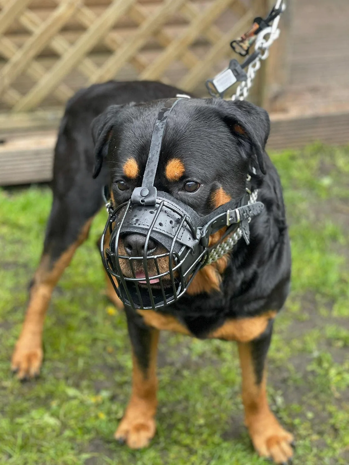 Bozal de metal de alambre fuerte para perro, rottweiler, mastín, golden retriever y otros (TR, cuero negro/negro)