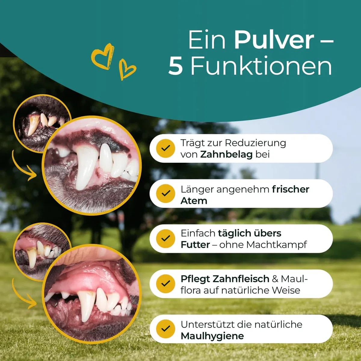 Dientes con complejo de algas, 300 g, polvo para el cuidado dental para perros, contra la placa y el sarro, cuidado dental natural, para todas las razas y cachorros