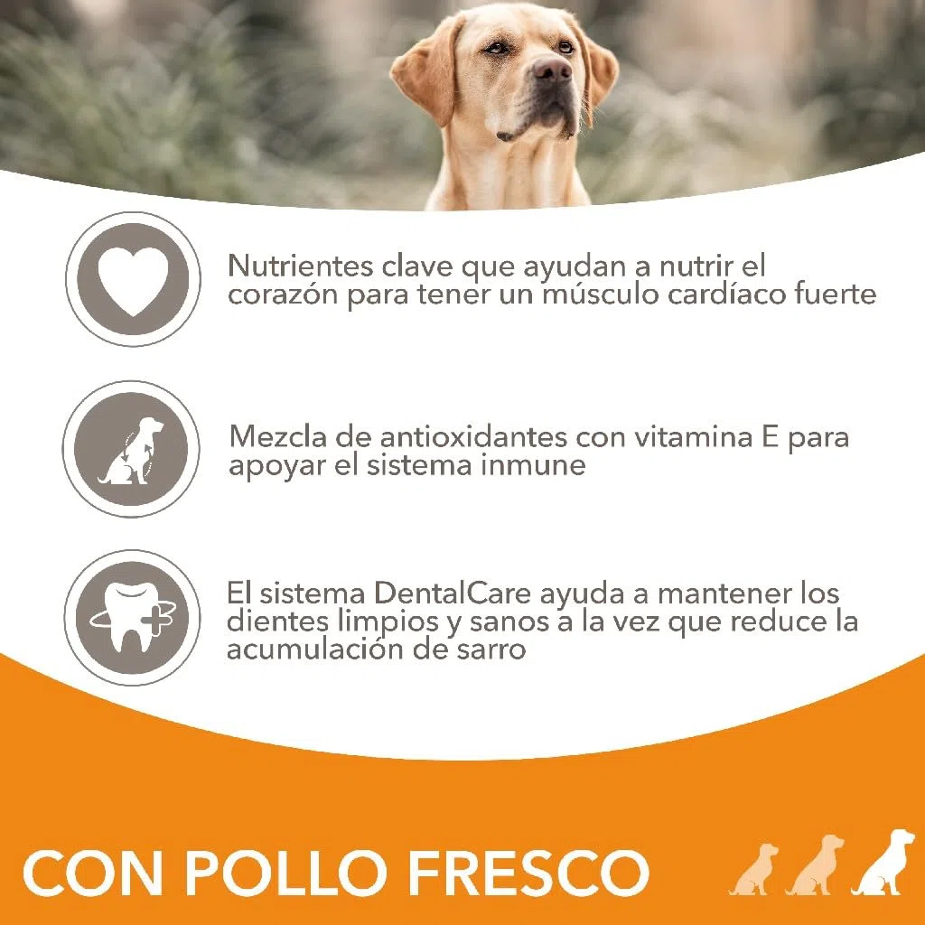 IAMS Alimento Seco para Perros Senior de Razas Grandes, Pollo, 12kg | Alimento seco | para perros mayores | a partir de 7 años | para razas grandes