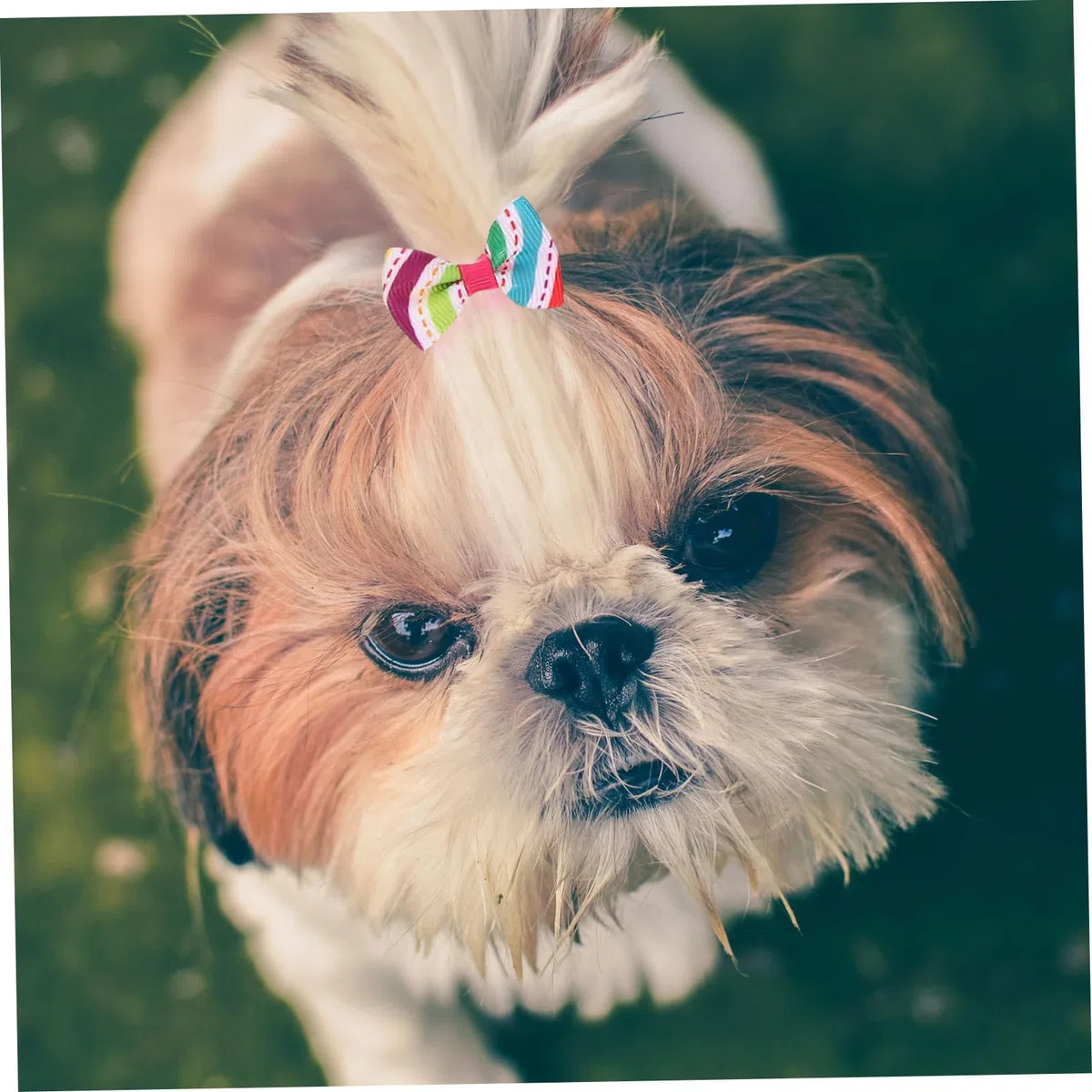 Mipcase 300 Piezas Flor De Cabeza De Mascota Perro Arcos Chica Cuidados del Perro Accesorios para Disfraces De Perros Pequeños Lazos para El Pelo De Perro Paño Pequeño Arco Elástico