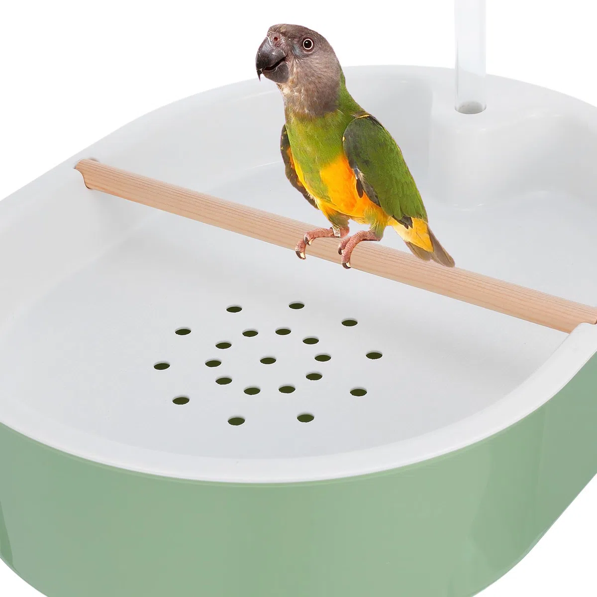 BESPORTBLE Ducha para Loros: Bañera automática para Aves con Bomba - Bañera USB para Aves, Juguete de baño con dispensador de Agua para Hurones y jilgueros.
