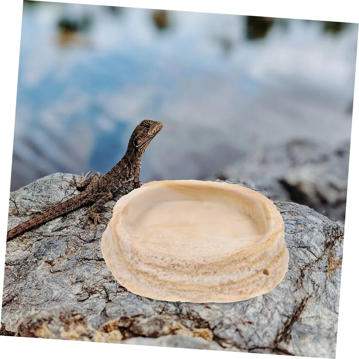 2 Cuencos de Resina para Reptiles, Diseño y Borde Antivuelco, para Reptiles y Ranas en Terrario