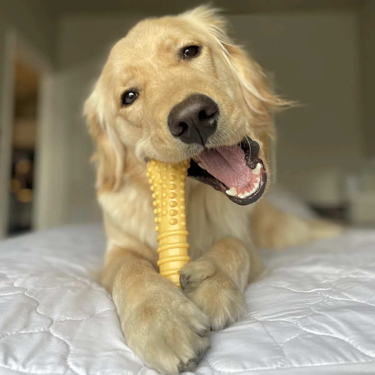Nylabone Power Chew - Paquete de Juguetes para Perros Favoritos de los Clientes, Juguetes indestructibles para masticadores agresivos, 3 Formas y sabores, Mezcla de sabores, Grande/Gigante (3