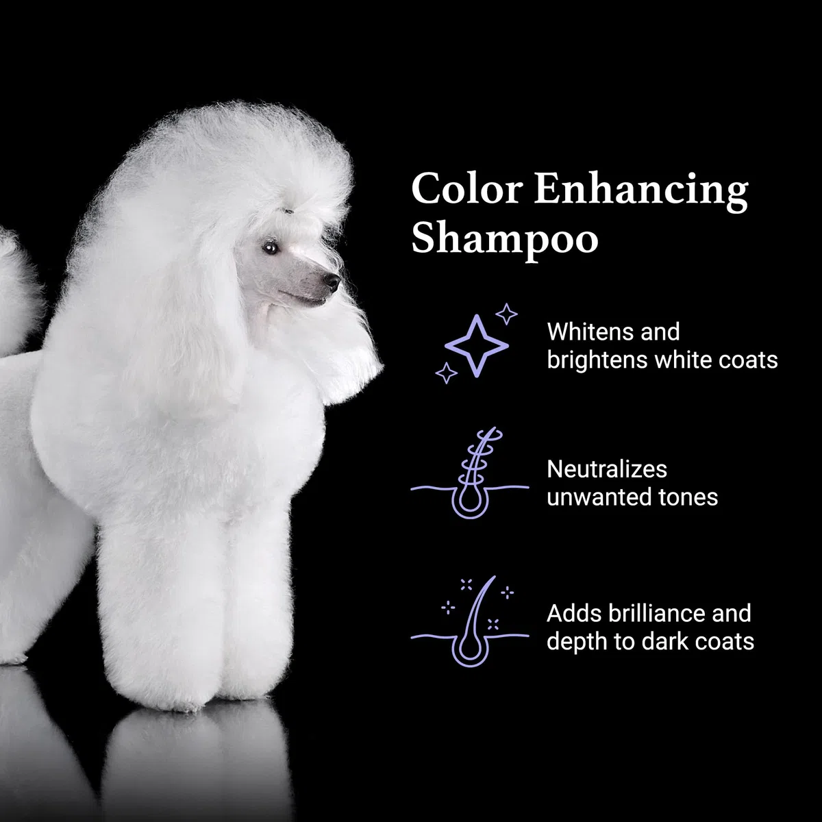 iGroom True Color - Champú para perros, cuidado de belleza de mascotas de lujo, mejora el color natural del pelaje, queratina + proteínas vegetales que añaden humedad, fabricado en Estados Unidos, 3.8