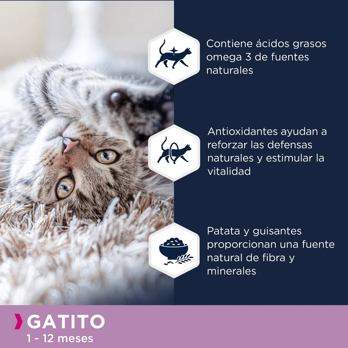 EUKANUBA Grain Free Alimento Seco para Gatitos en Crecimiento, Alimento Seco Premium Rico en Salmón para Gatitos, 10 kg