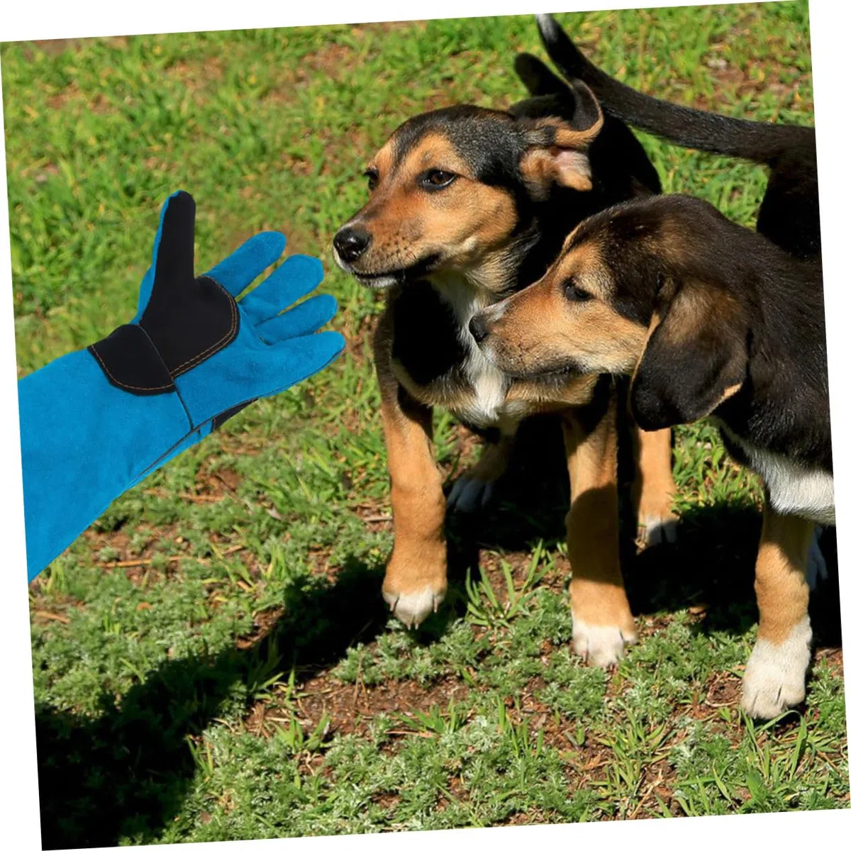 Toddmomy Guantes para Manipulación de Mascotas Diseño Multifuncional