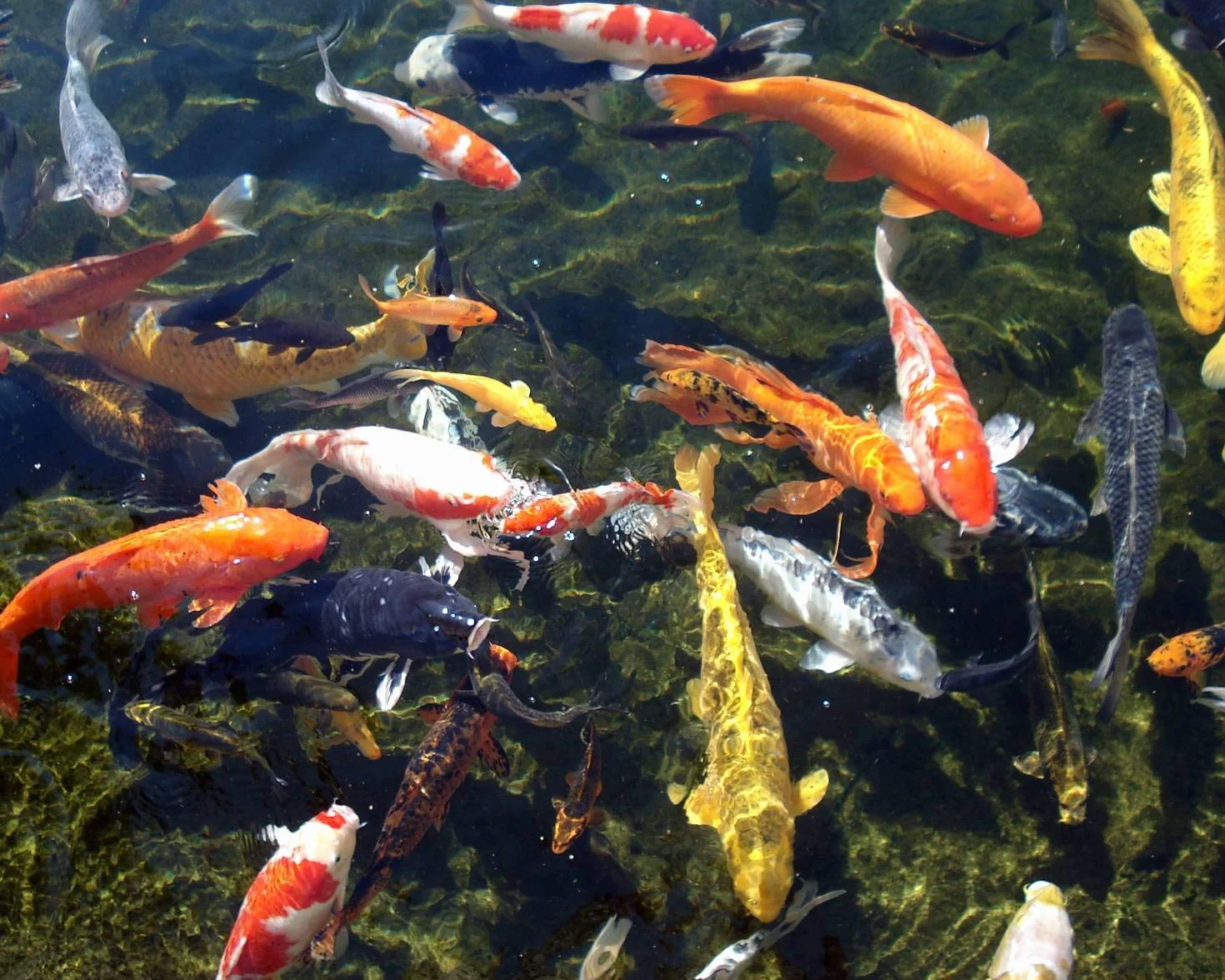Comida para Peces de acuarios Prodac PONDSTICKS Color 7,5 kg (en Bolsa)