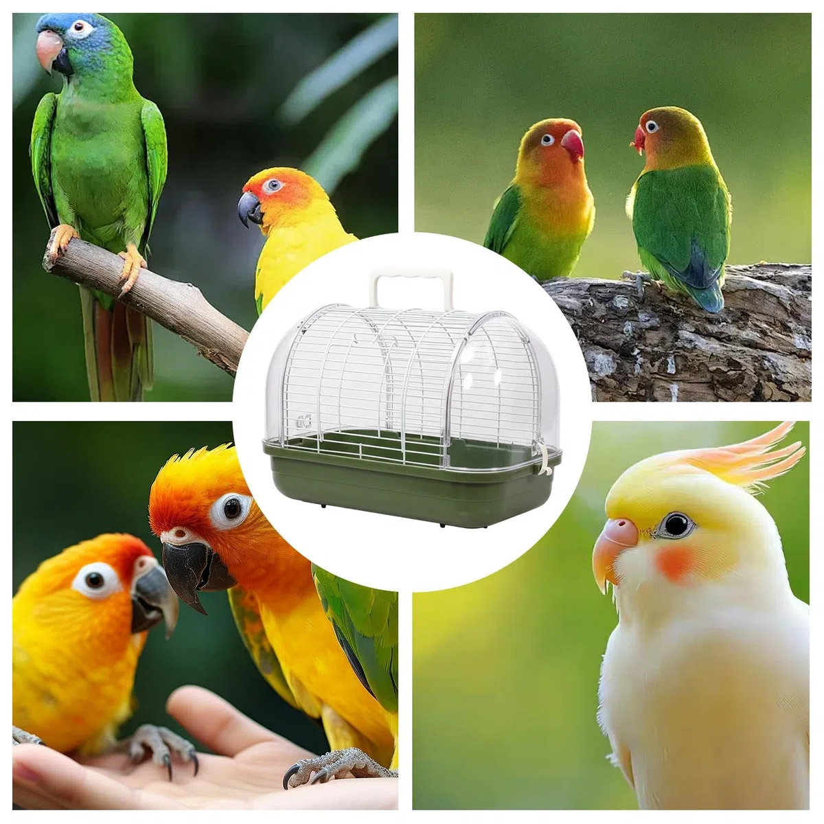 Transportín para Aves Jaula de Viaje Con Percha De Pie Y Ventana | Jaula para Exterior Para Cacatúa Ninfa Periquito Canario Conuro Dragón Barbudo