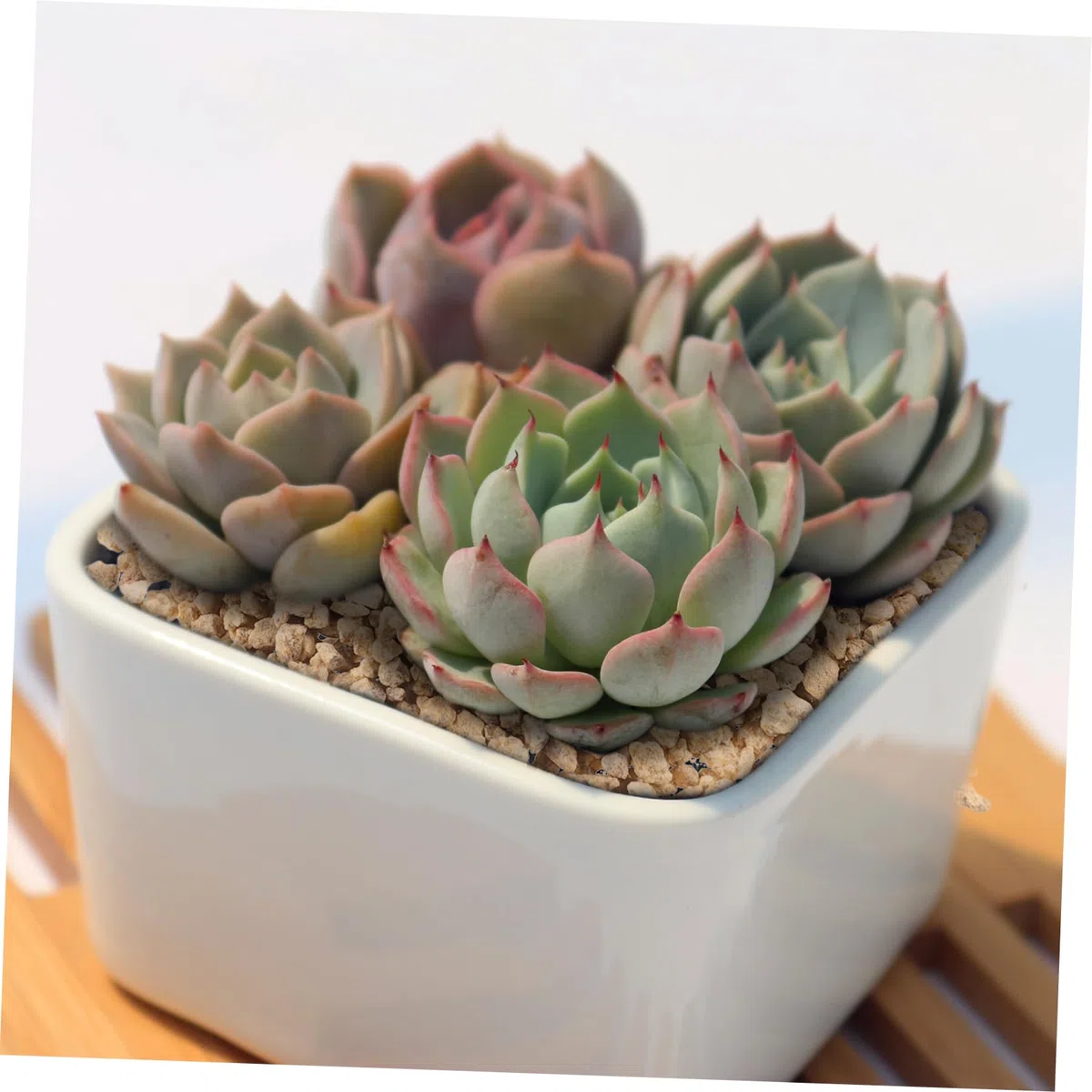 BESPORTBLE Piedras Decorativas de Maifanita para Peceras y Macetas, Piedras Volcánicas Naturales para Suculentas, 300 G, Suelo para Plantas de Interior y Acuarios, Uso en Terrarios