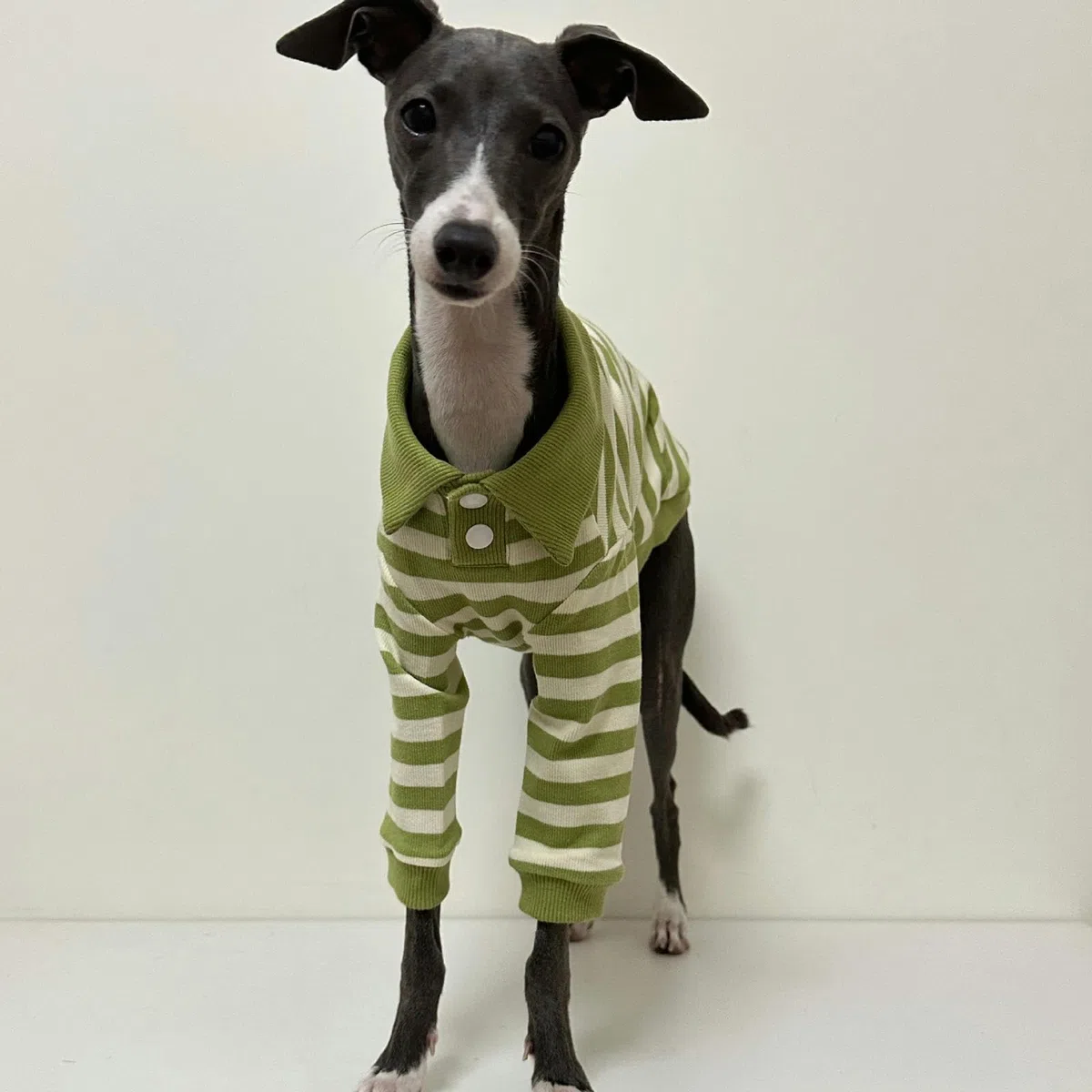 Camisas para Perros Polo para Perros a Rayas Transpirables con Cuello Polo y Mangas Ropa para Perros medianos Grandes Niño Niña Otoño Invierno Jersey para Perros Ropa para Galgos Italianos