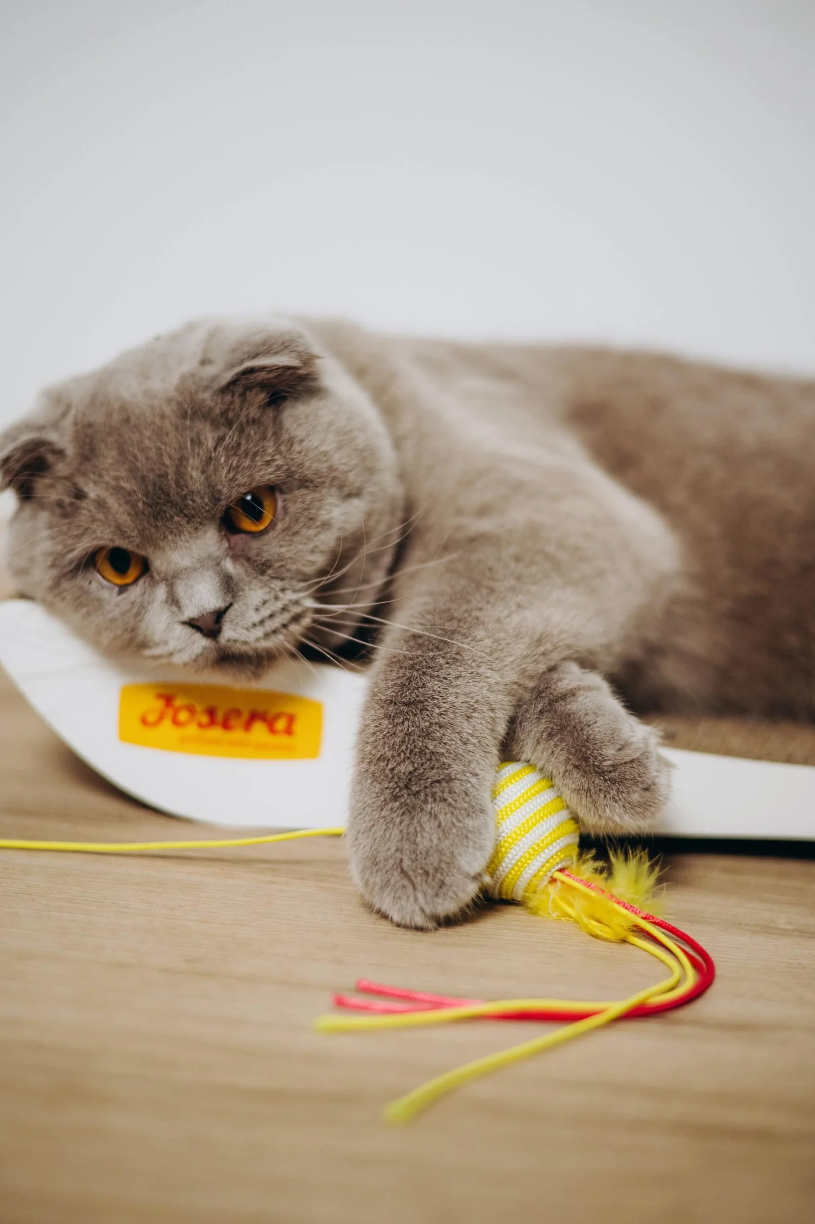Josera Kitten (1 x 10 kg) | Alimento completo para gatas gestantes, en lactación y en crecimiento 1 unidad