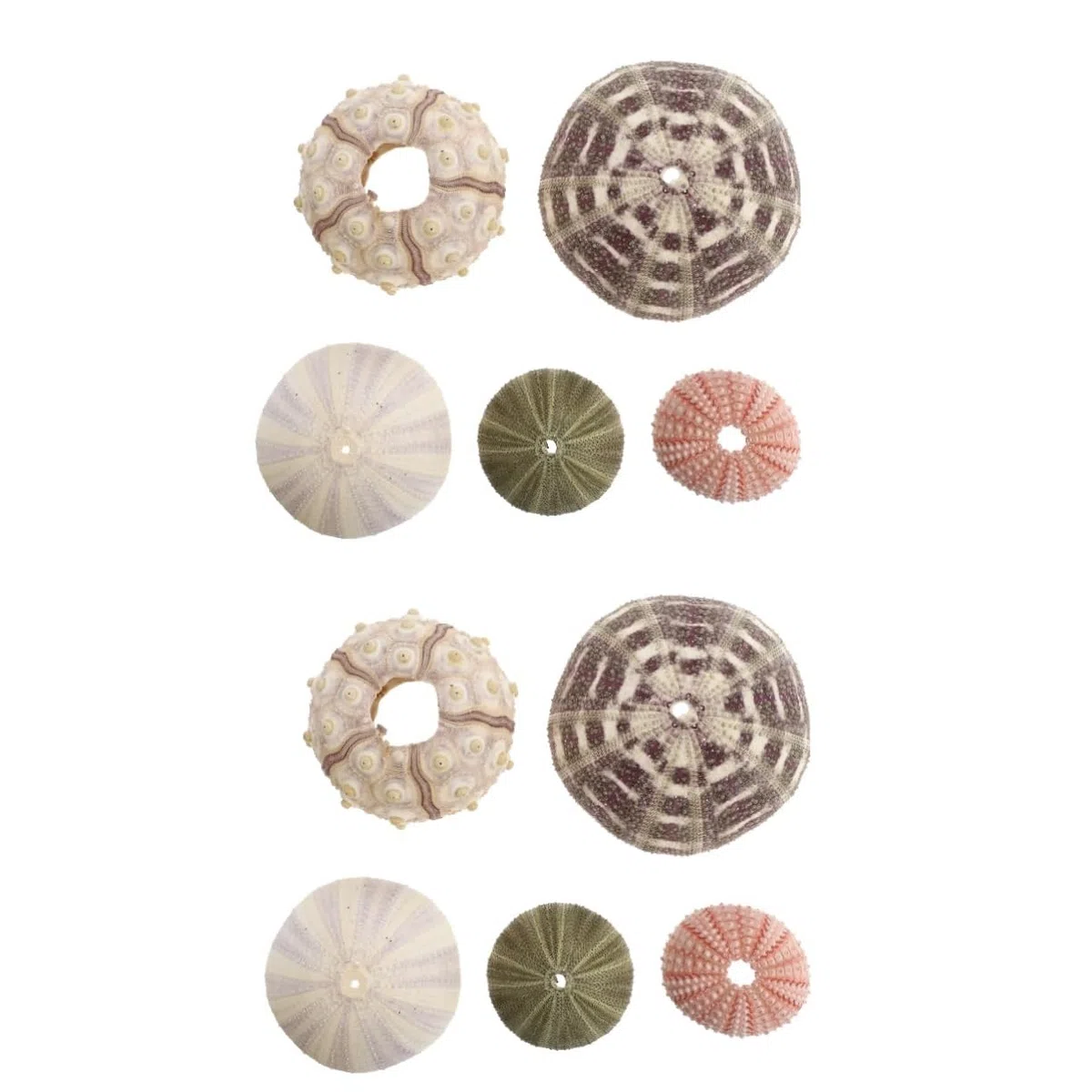 Angoily 10piezas Decorativos De Conchas Marinas para Decoración De Acuarios y Escritorios Accesorios De Artesanía De Erizo De Mar para Decorar Espacios Marinos y Hogares
