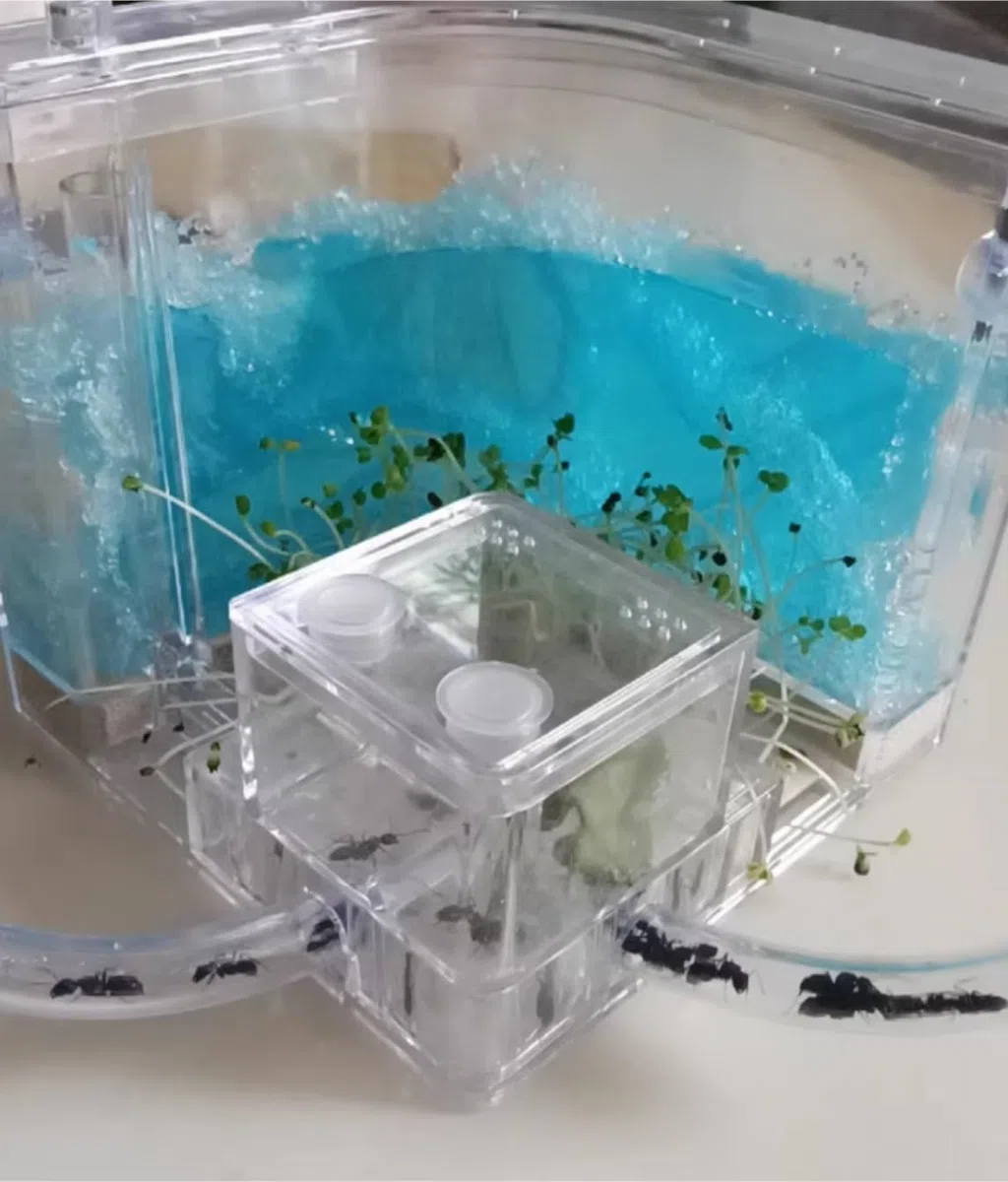 Acrylic Ant Castle