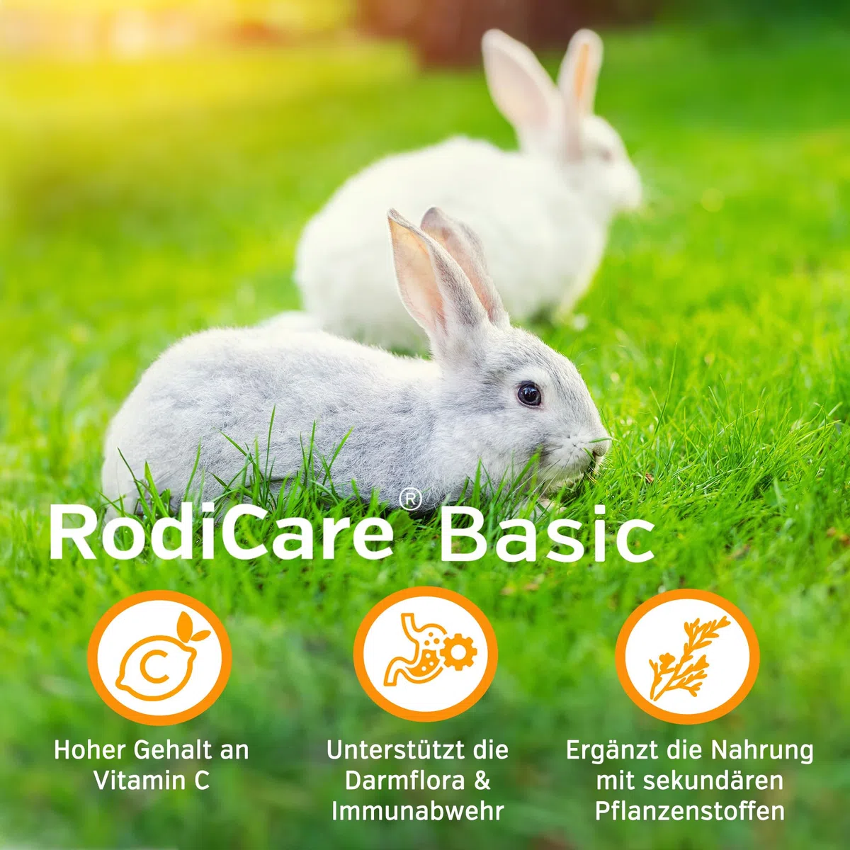 Alfavet RodiCare Basic - 4 kg pellets de Hierbas - alimento suplementario para cobayas y Conejos - Rico en Fibra Bruta