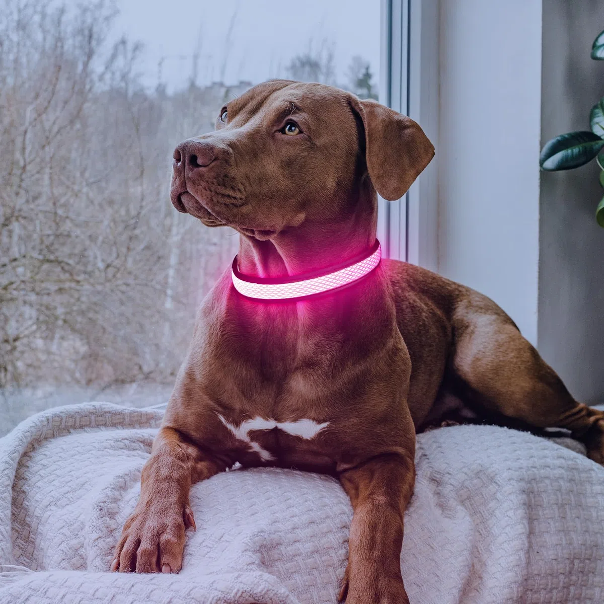 SNUNGPHIR Collar para Perro con Hebilla, Collares Ajustables para Cachorros, para Perros pequeños, medianos, Grandes, ESXQ-JS-1029-165