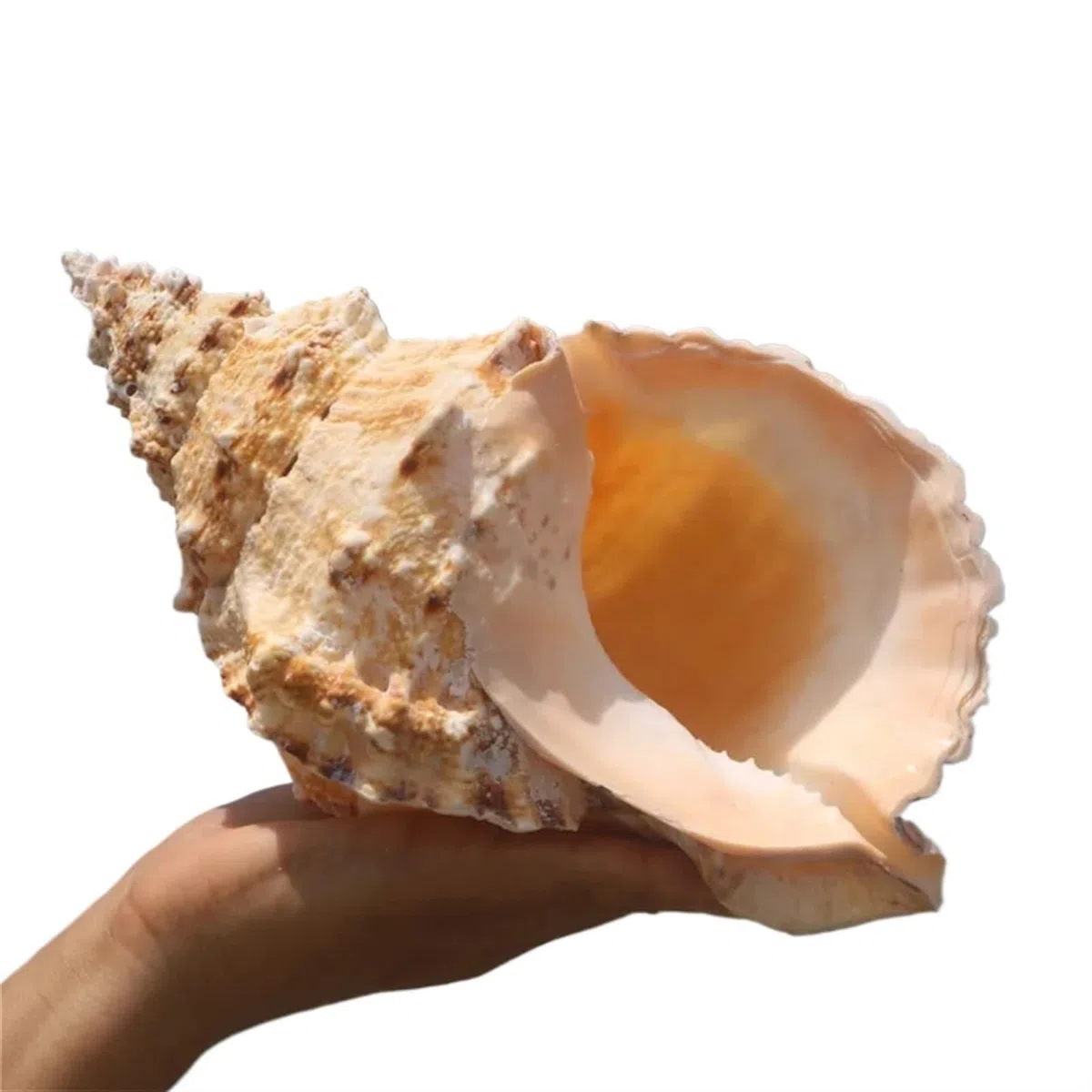 Conchas de Cangrejo ermitaño 1 Pieza de Enorme Concha Natural for decoración del hogar, decoración de Bodas, Fiestas, espécimen de Concha de Playa, pecera(15-17cm)