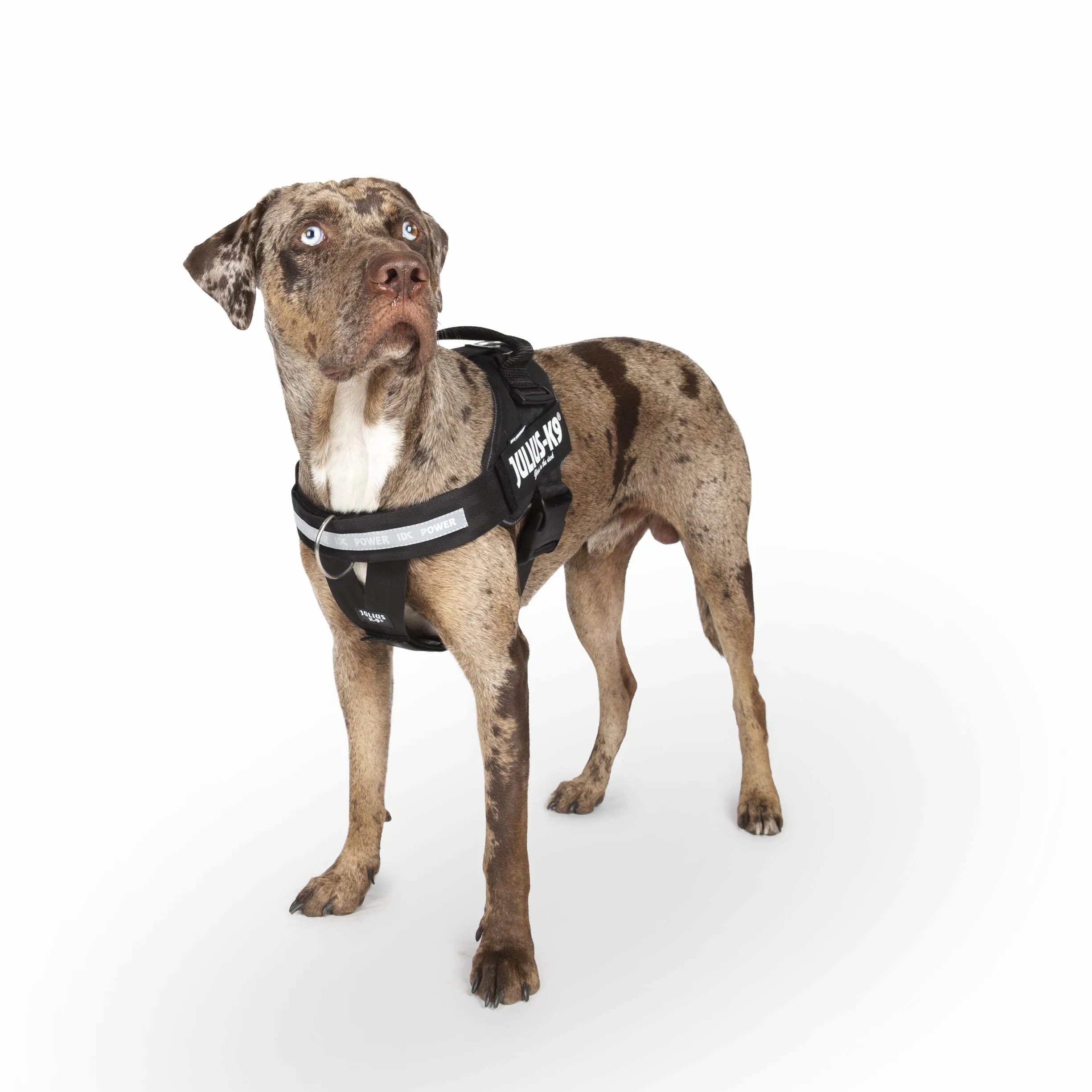 Julius-K9, Arnés de Perro IDC Powerharness con Control Frontal en Y, tamaño: 1, Negro