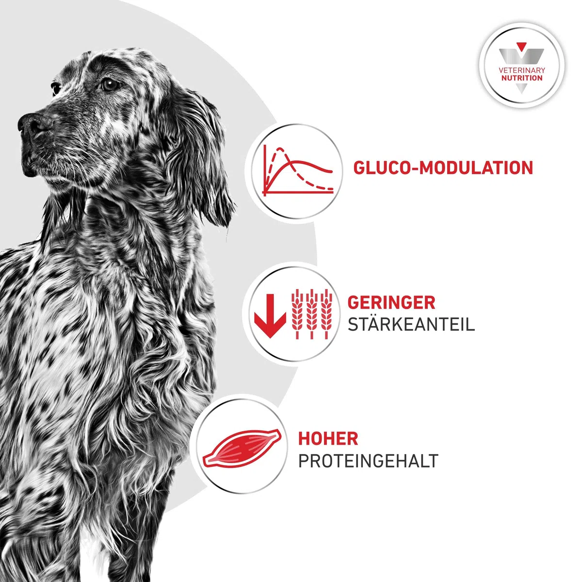 ROYAL CANIN Veterinary Glycobalance | 7 kg | Alimento dietético Completo para Perros Adultos | Alto Contenido de proteínas