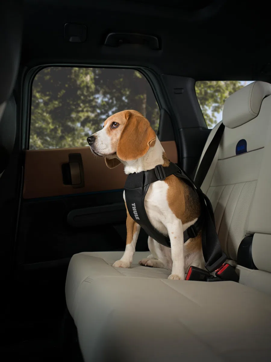 Thule Cappy - Arnés para Perro M – Probado en choques para Seguridad – Paso del cinturón de Seguridad – Ajustable y fácil de Limpiar – Paneles de Malla Transpirable Acolchados – Presilla para Correa