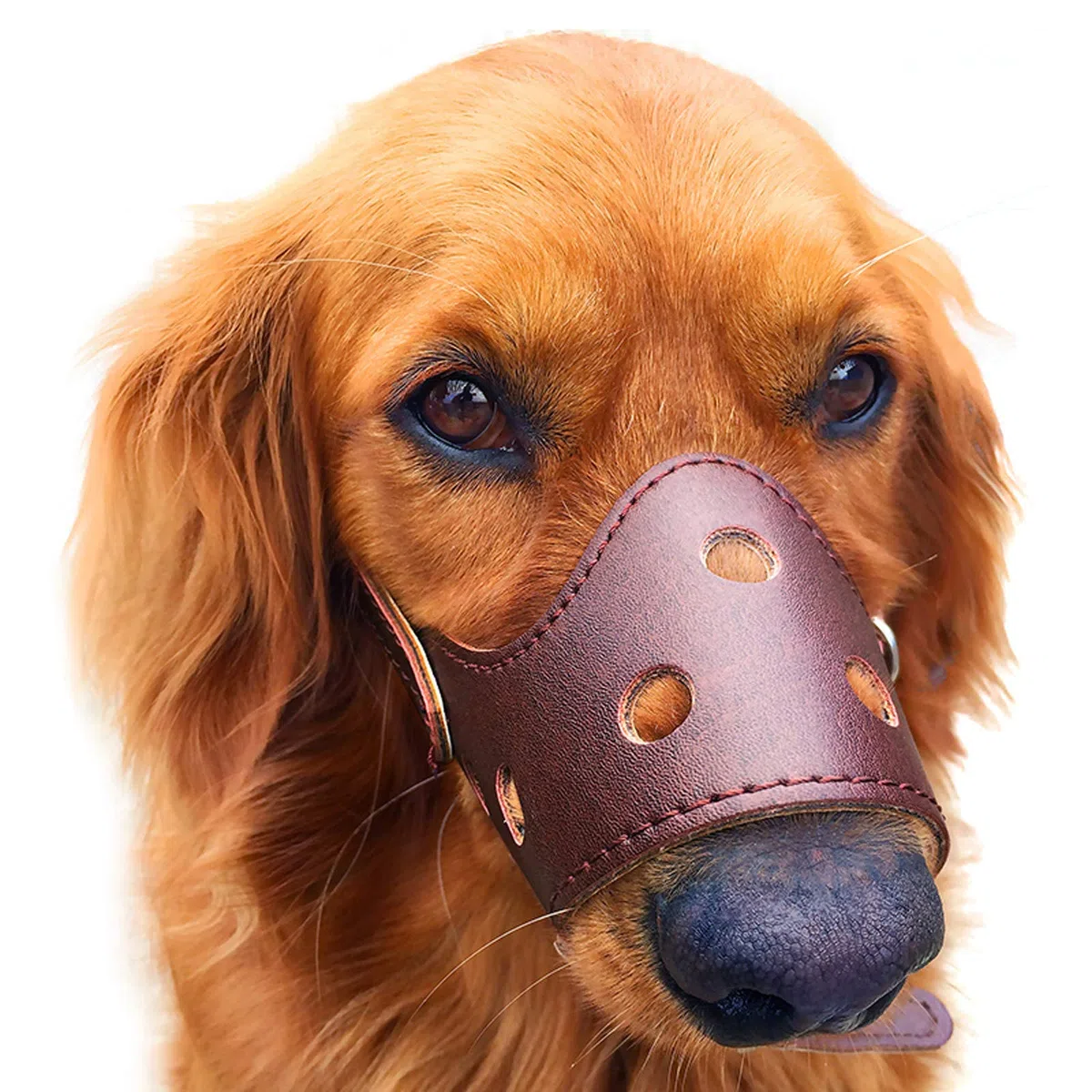 Máscara for Perros pequeños, medianos y Grandes for morder, ladrar Mejorar el Control