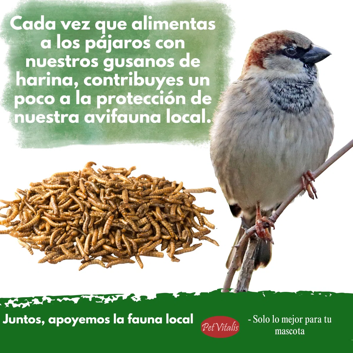 Gusanos de harina deshidratados: alimento Aves Silvestres, Snack Rico en proteínas para Peces, Reptiles y roedores, Ideal como complemento alimenticio Natural. (5 kg)