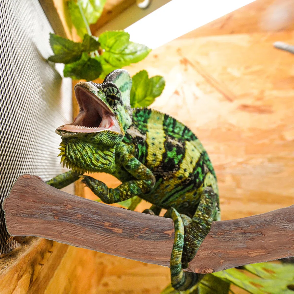 Rama De Árbol De Madera para Reptiles y Dragón Barbudo Ventosa, Juguete De Escalada De Madera Natural, Soporte De Pie Decorativo para Terrario, Accesorio para Reptiles Domésticos