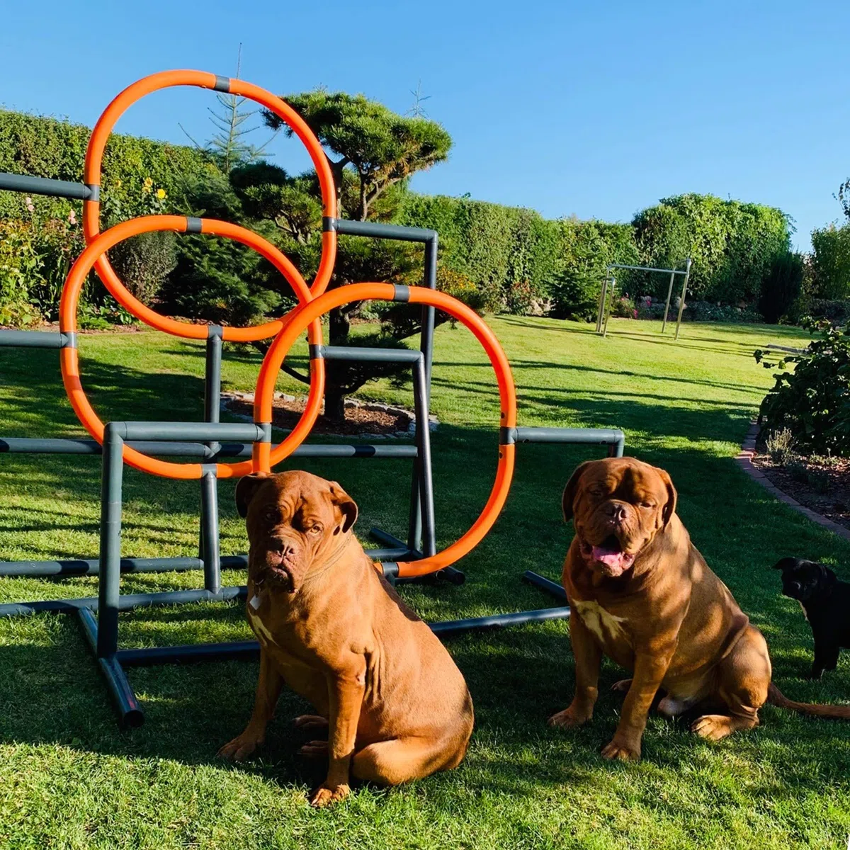 move and stic Gofi Agility 6044 - Balancín para perros, resistente a la intemperie, para entrenamiento de perros, juguete para cachorros