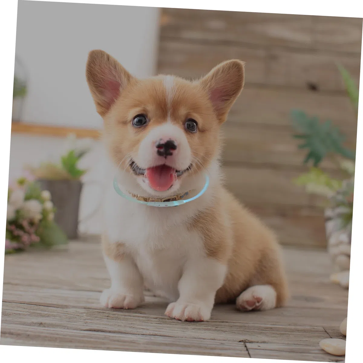 3 Piezas Collar De Mascota Collar Perro Pequeño USB Lámpara De Seguridad El Plastico