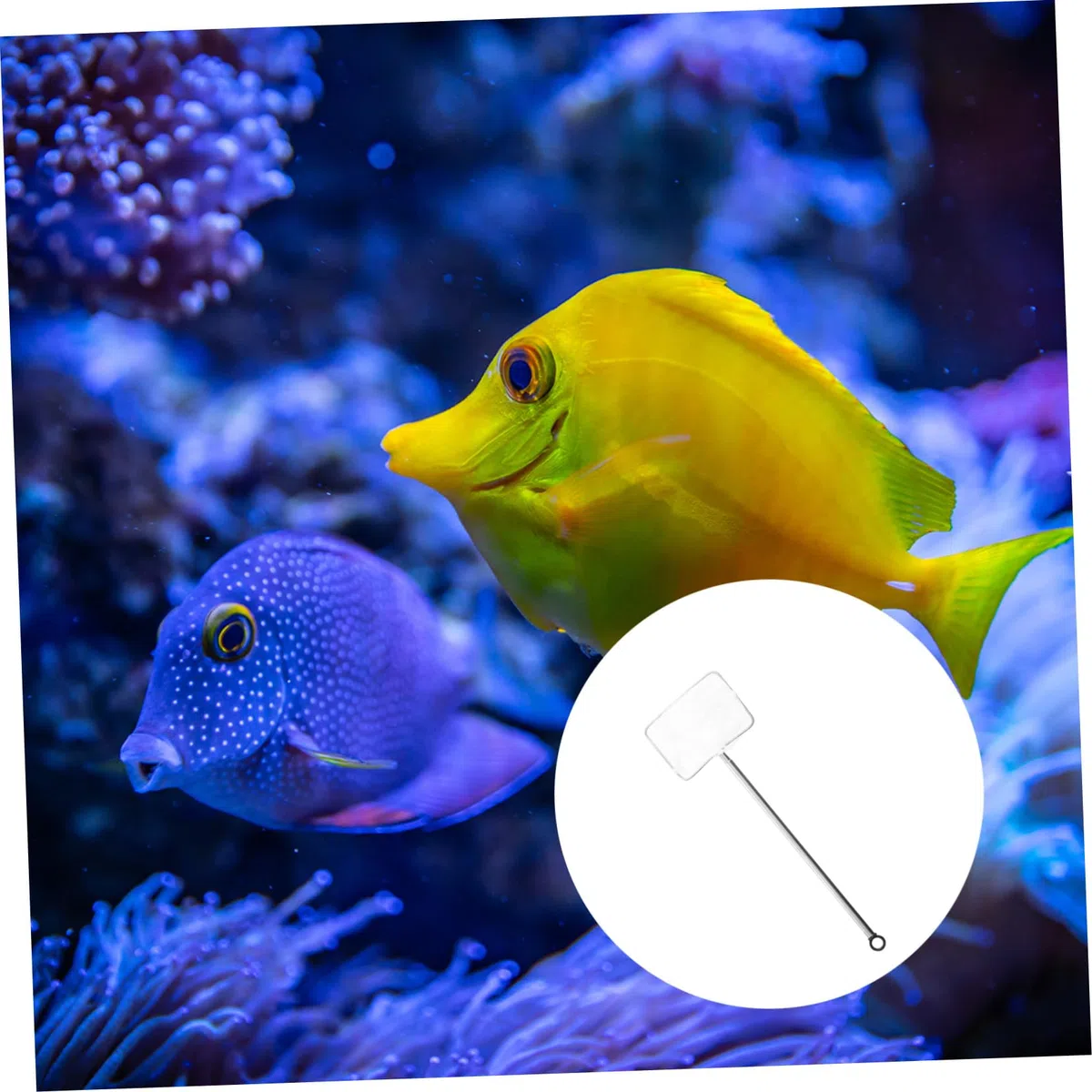 3 Piezas De Red De Pesca para Pecera Mango Extensible Red De Pesca para Camarones De a para Peces De a con Mango De Acero Inoxidable es De a para