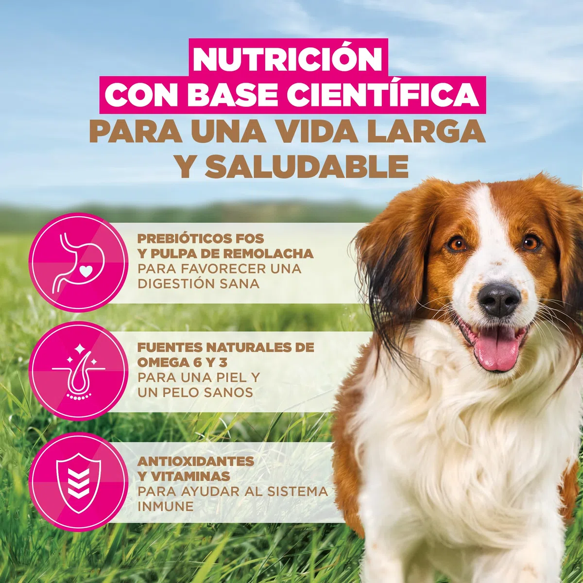 Eukanuba, alimento para Perros sin Cereales con Cordero para Razas pequeñas y Medianas - Alimento seco Premium sin Cereales para Perros Adultos, 12 kg