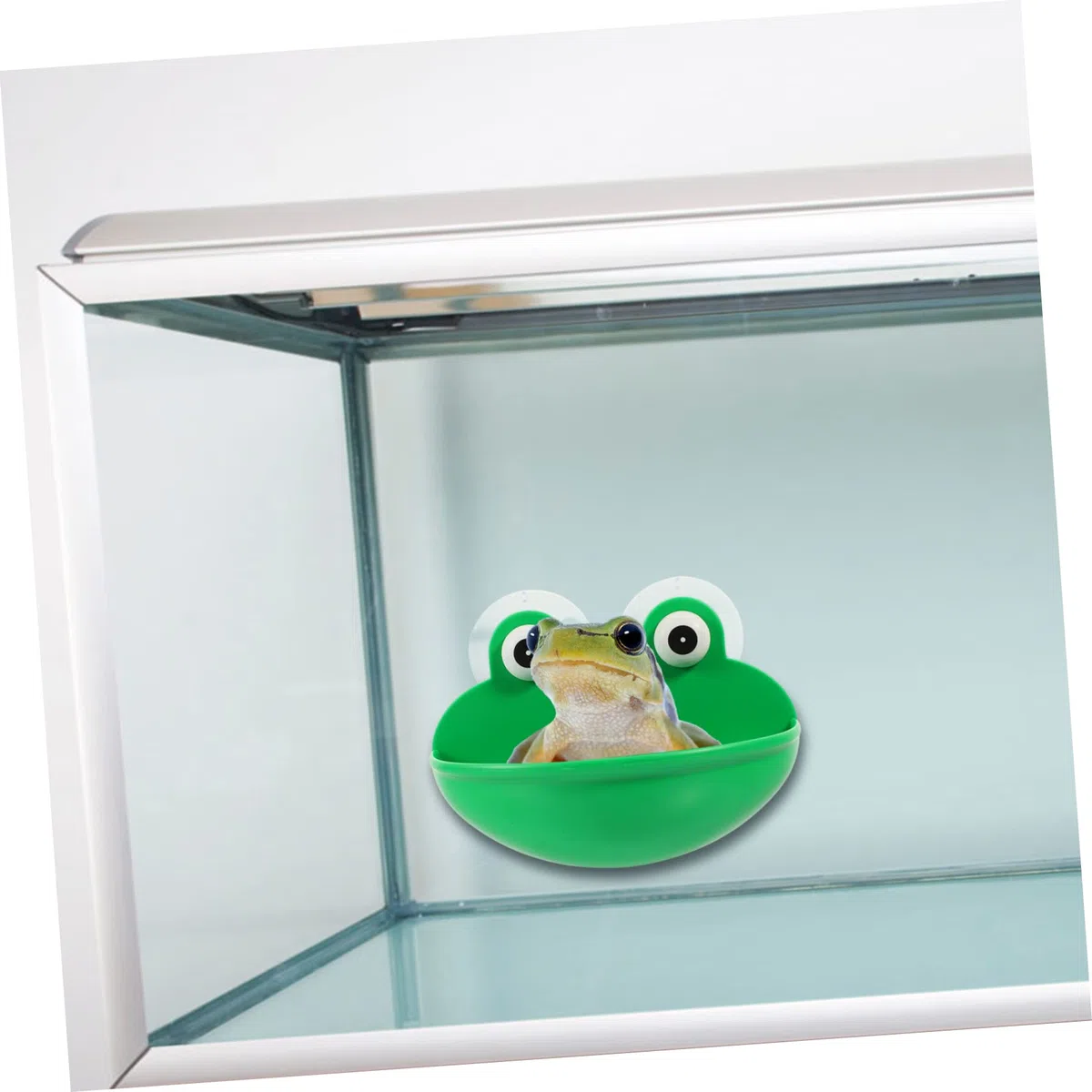 Beaupretty 6piezas Plataforma Decorativa para Terrario De Reptiles De Descanso y Alimentación para Mascotas Accesorios Multifuncionales para Decoración De Terrarios