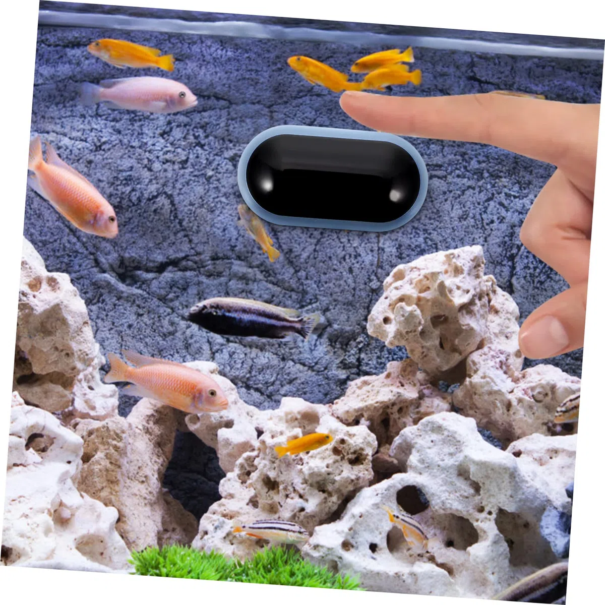 Toddmomy 5piezas Digital De Acuario Medidor De Temperatura De Agua Pantalla Led Para Peceras y Tanques De Betta Fácil Instalación y Alta Precisión