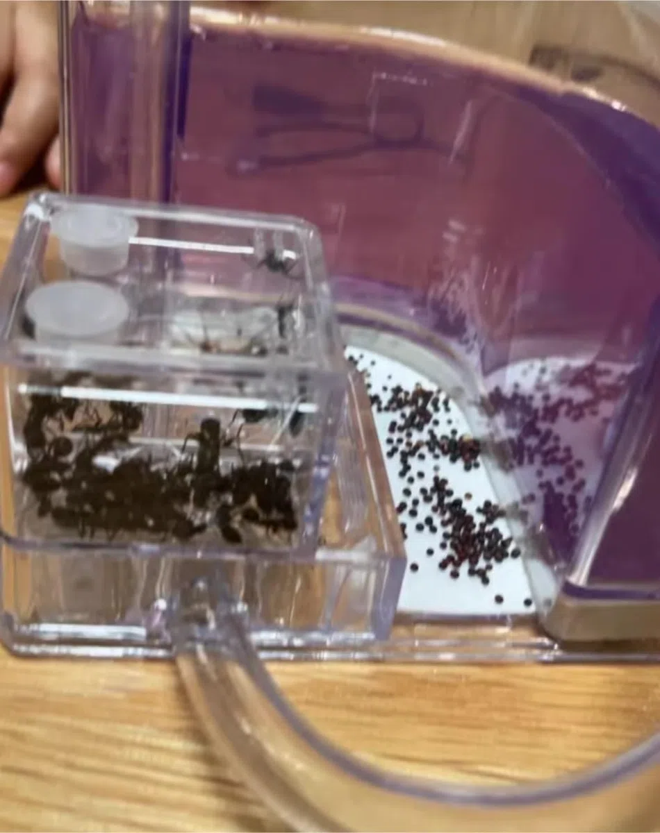 Acrylic Ant Castle