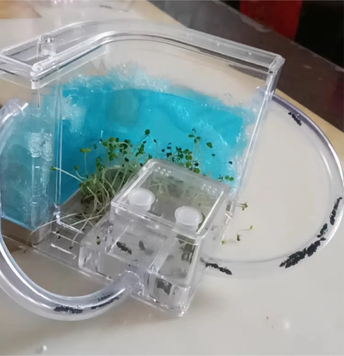 Acrylic Ant Castle