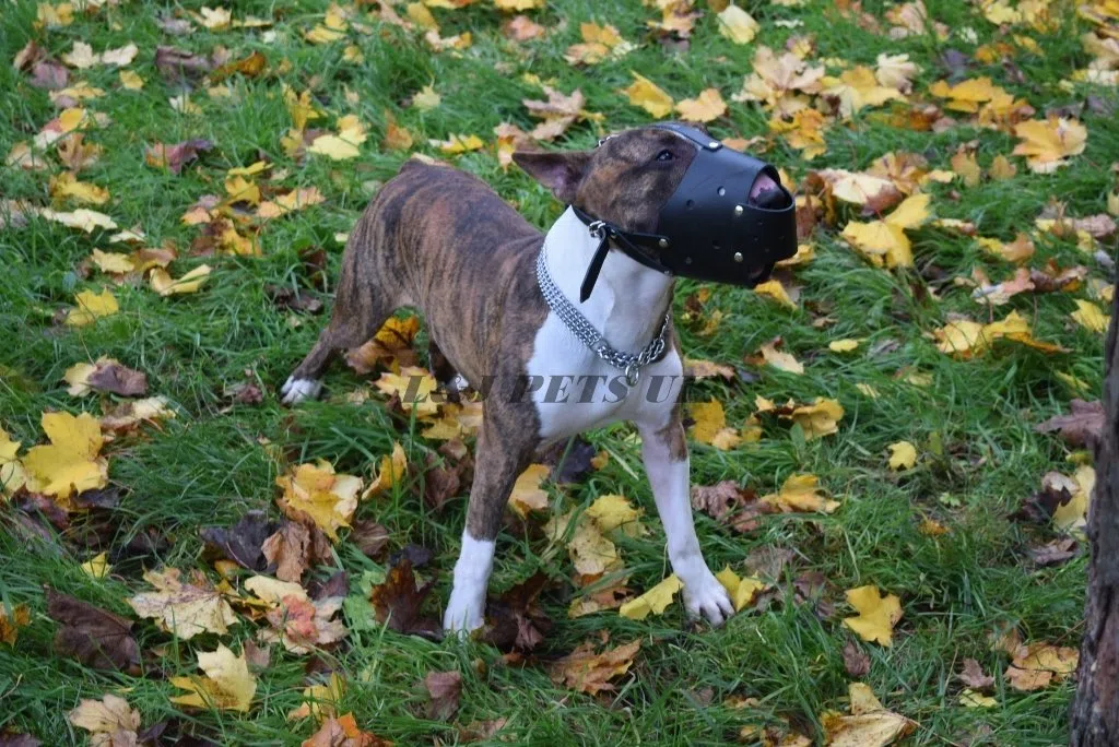 Bozal de cuero resistente para perro Bull Terrier y otros hocicos similares (ZB1)