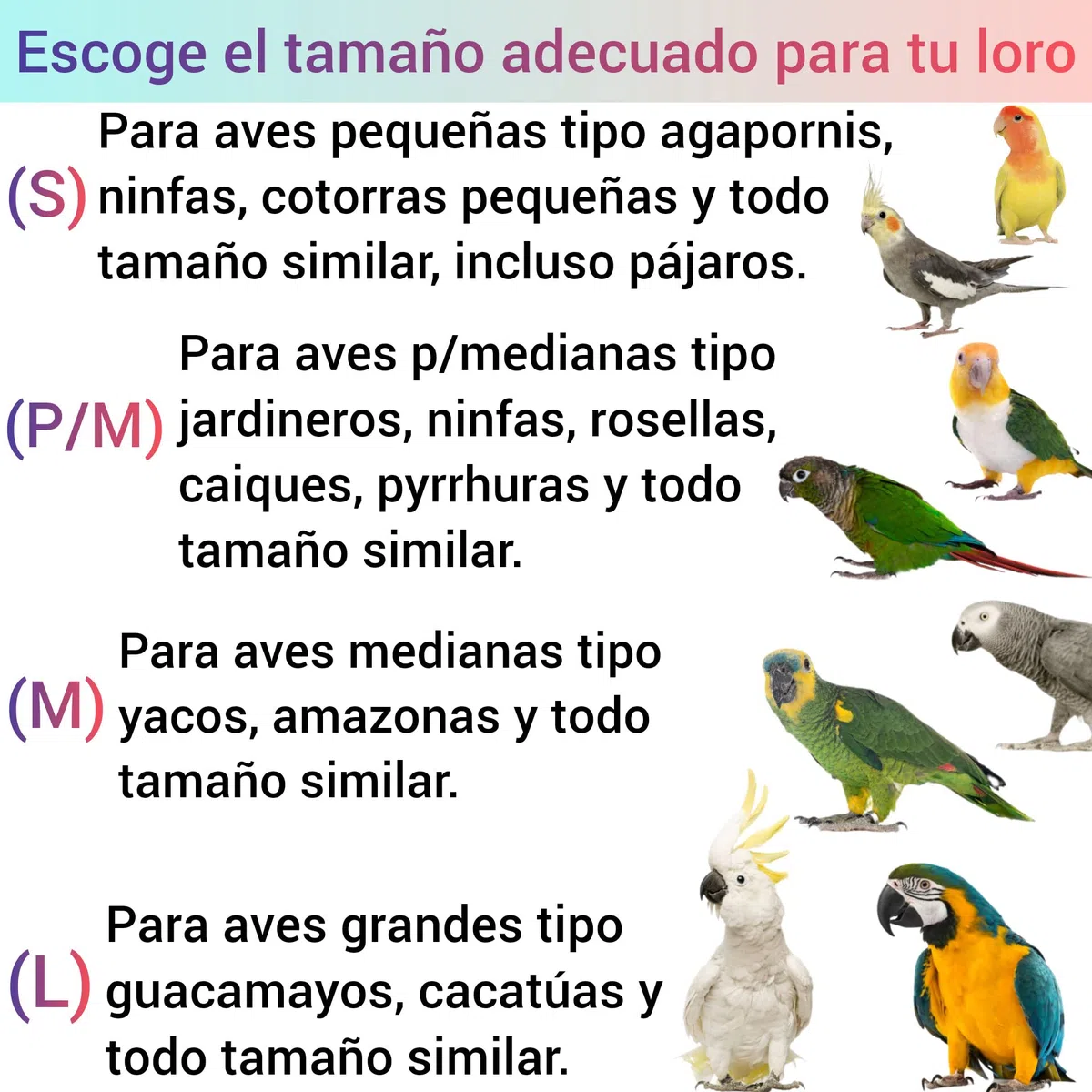 Escaleras para jaulas y voladeras de loros, juguete puente aviario de pájaros, percha natural colgante de aves agaporni, ninfa, accesorio guacamayo, yaco, conures, CALIDAD PREMIUM. (voladeras, P/M)
