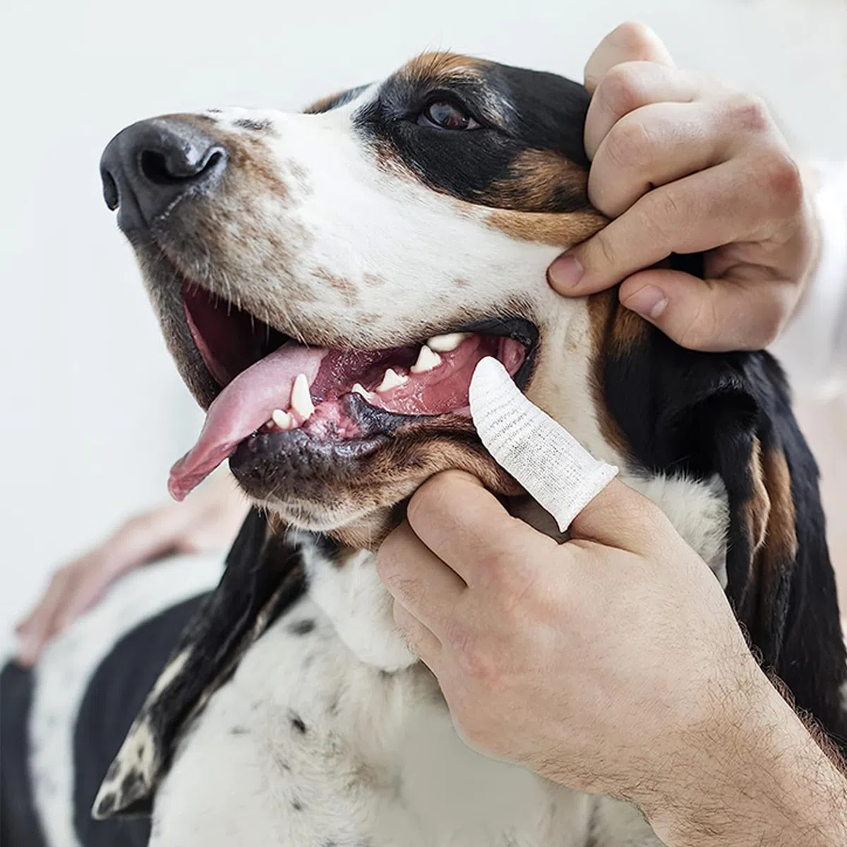 Pet Republique Kit de cepillo de dientes de tela suave para perros y gatos, lavable y reutilizable (6 unidades)