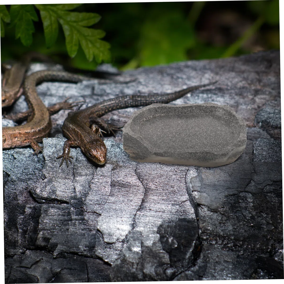 SUPVOX 5piezas Tazón De Resina para Reptiles Comedero y Bebedero Simulación De Piedra Accesorio Multifuncional para Terrarios y Alimentación De Mascotas para Lagartijas Ranas y Geckos