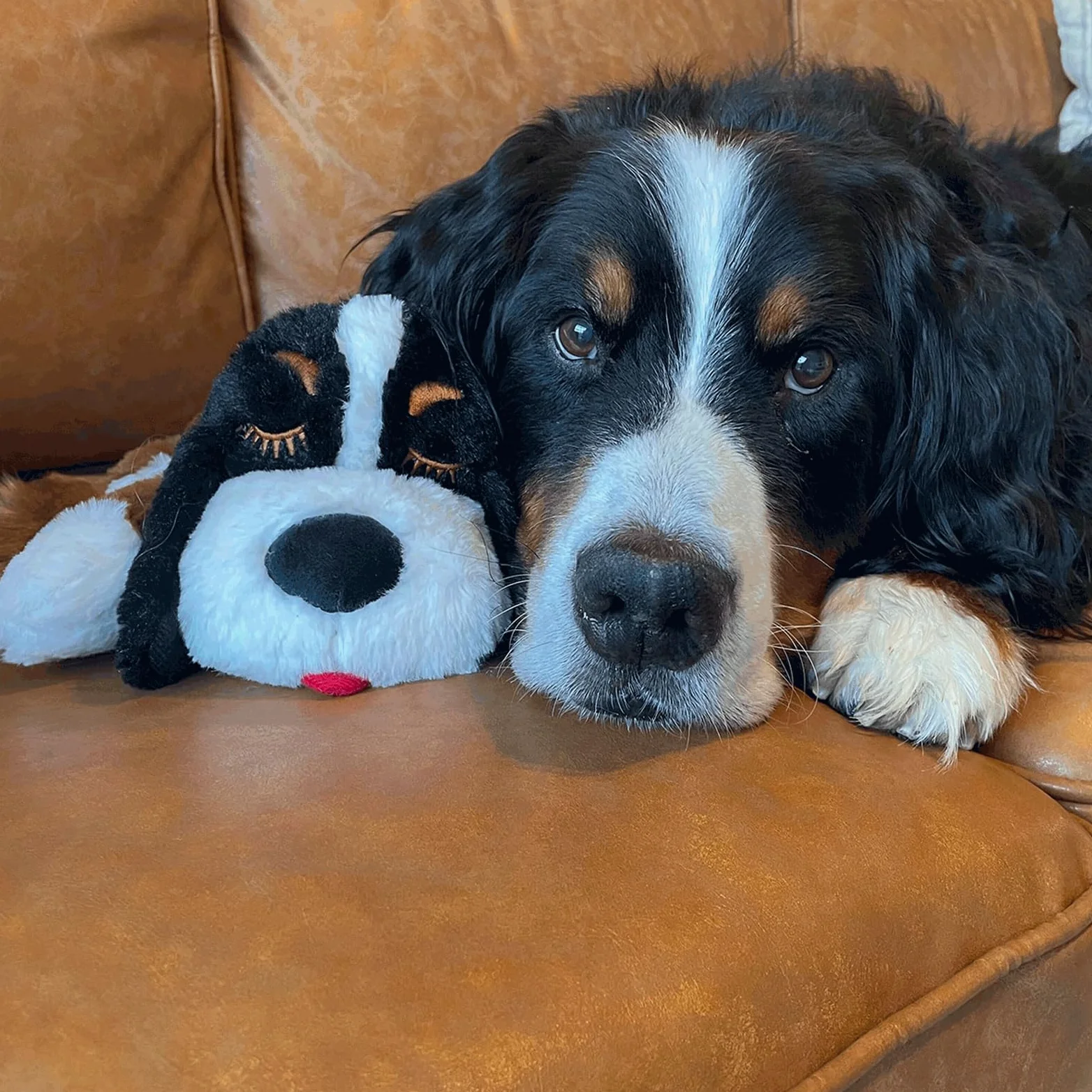 Snuggle Puppy Plus - Peluche para Perros con 3 Bolsas Térmicas y Latido RealFeel Activado por Movimiento. Juguete Antiestrés y Calmante para el Adiestramiento (Boyero de Berna)