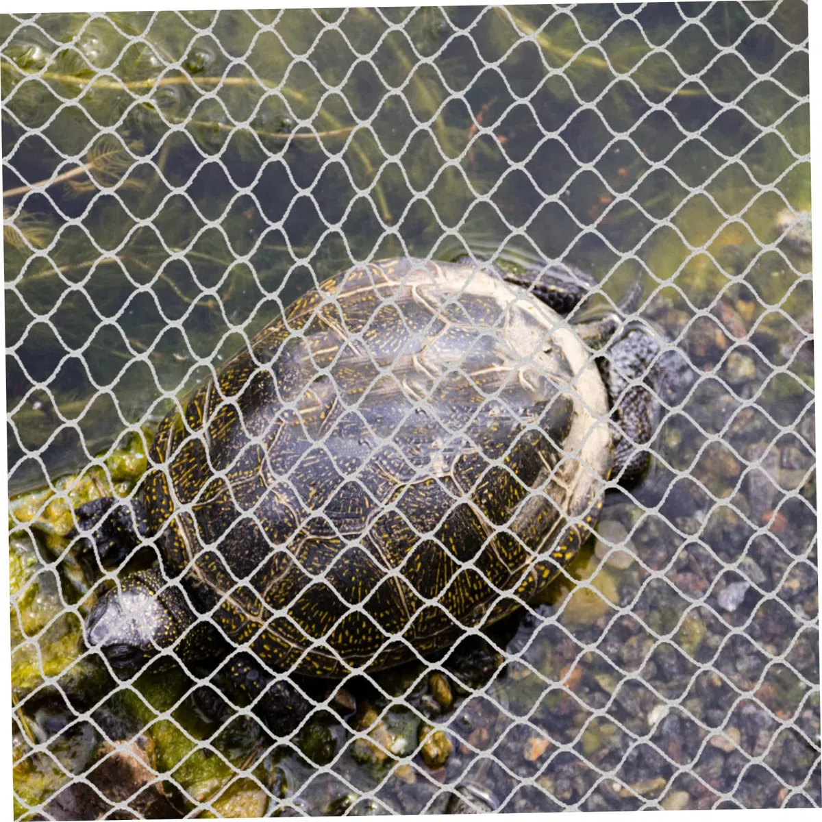 BESPORTBLE 5piezas Protección para Peces De Acuario Malla Transpirable y Transparente para Evitar Saltos y Escapes para Acuarios y Aves