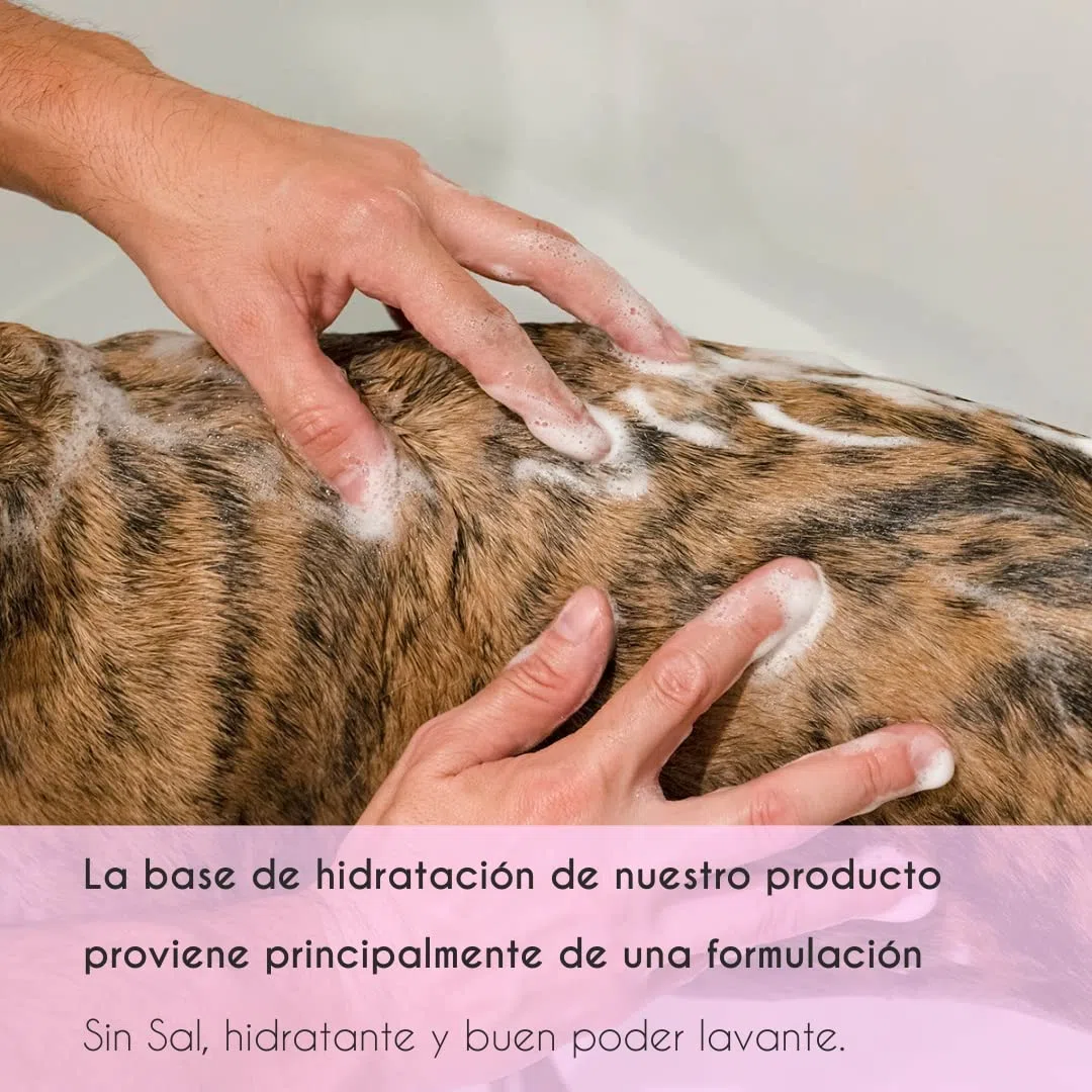 Petuxe Champú Vegano para Mascotas sin Sal Mandarina. para Manos irritadas. Perros y Gatos.Todas Las Razas. Uso Profesional Peluquero canino - 5000 ml